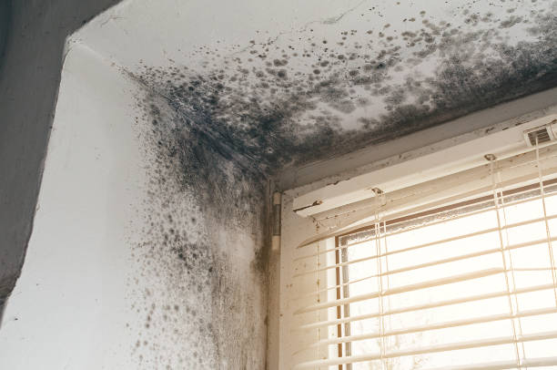 Affordable Mold Cleanup solutions in Venice, IL